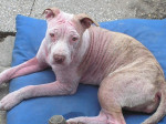 Kaya, teefje uit 2008, had al heel jong last van ernstige demodex besmetting.